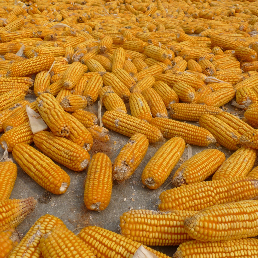 Много початков кукурузы на ферме
