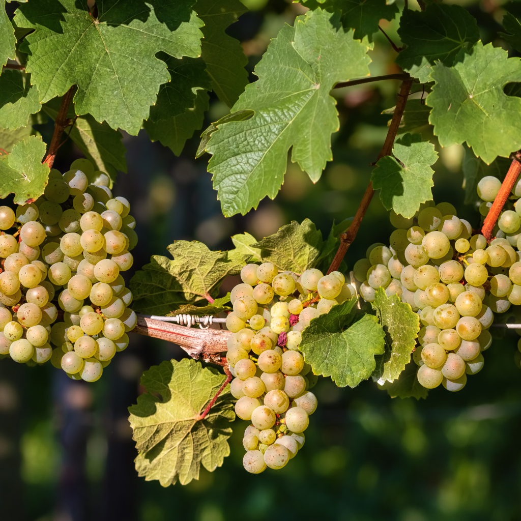 Гроздья красивого белого винограда на лозе