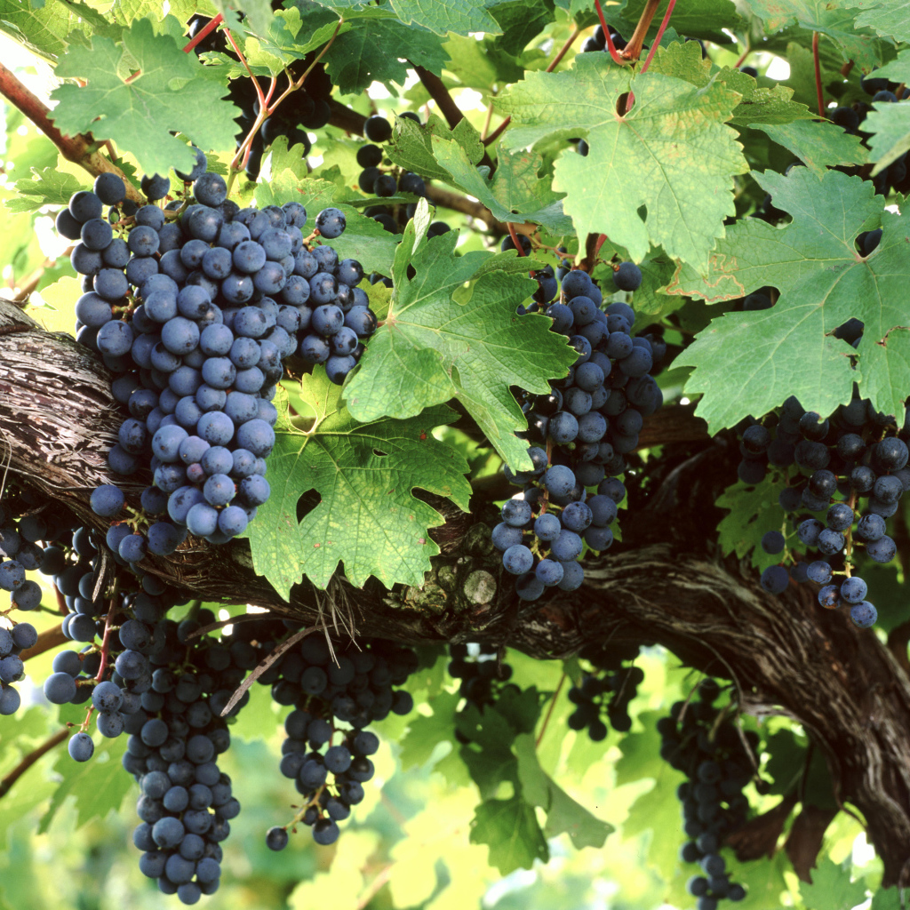 Большие гроздья синего винограда в зеленых листьях 