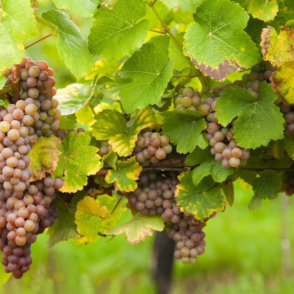 Розовый виноград в зеленых листьях на лозе