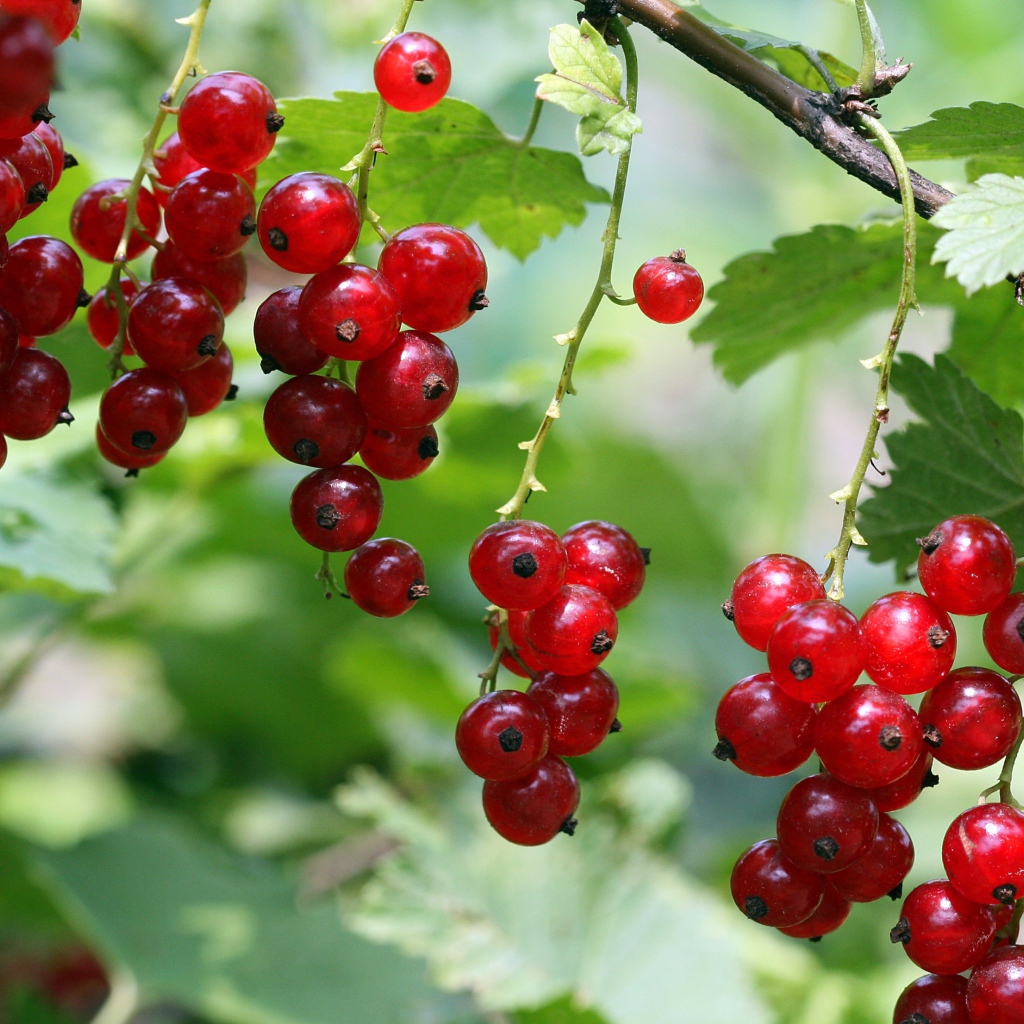 Красная смородина на ветке крупным планом