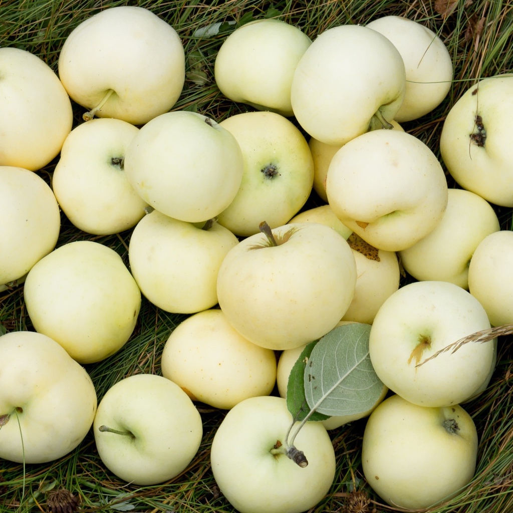 Яблоки белый налив лежат на траве