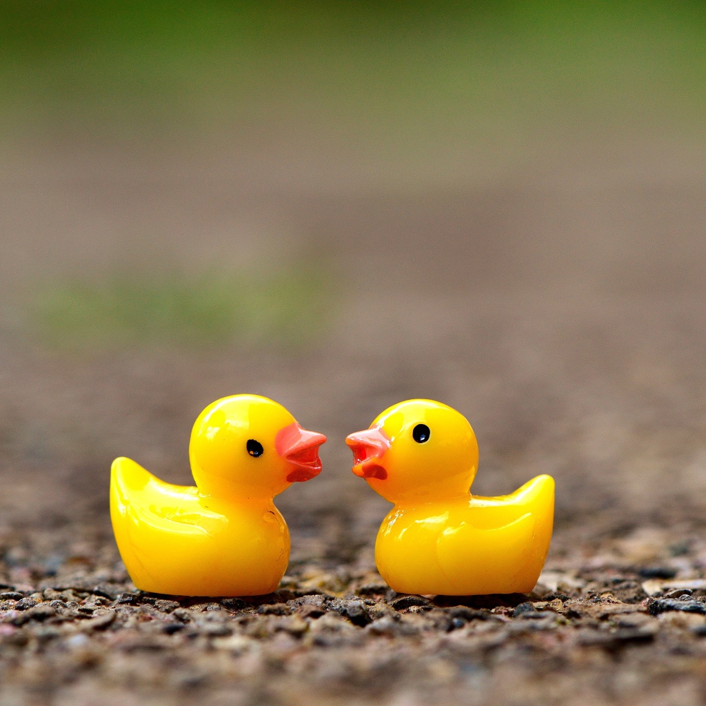 Две игрушечных желтых уточки на асфальте 