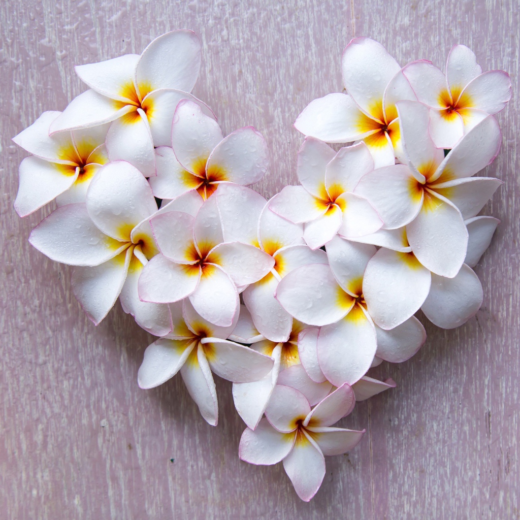 Сердце из белых цветов плюмерии на сером фоне