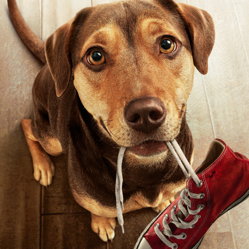 Пес с кроссовком во рту из фильма Путь домой, 2019