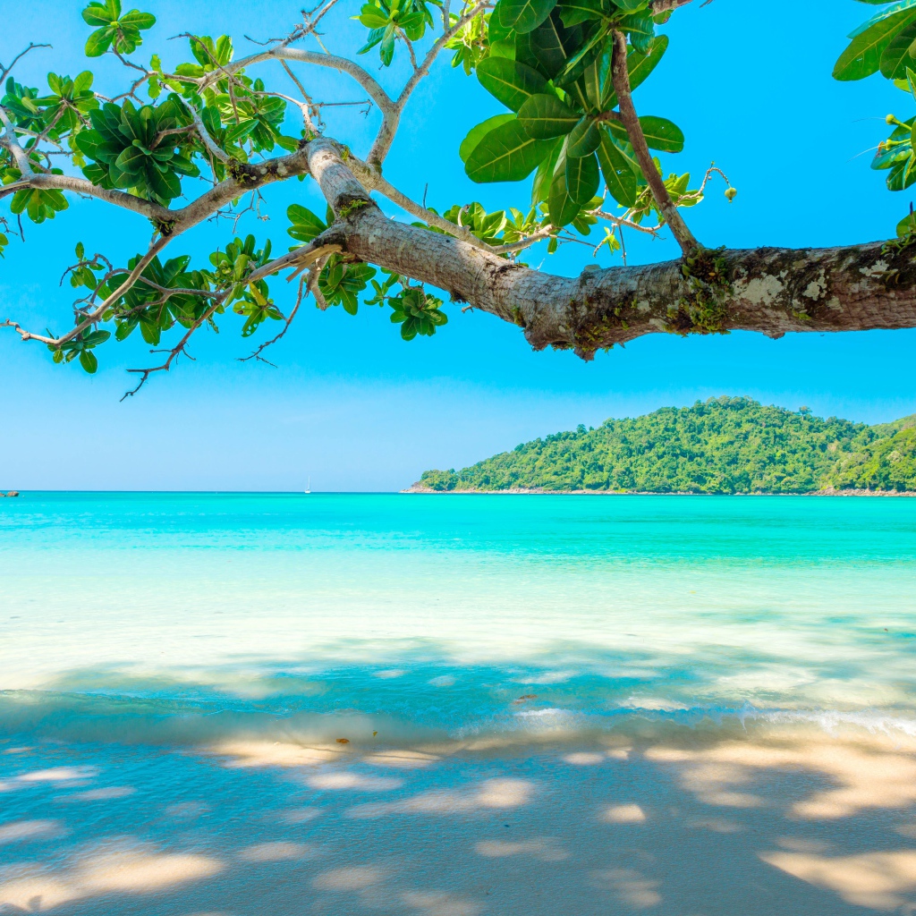 Ветка дерева на тропическом пляже у голубого океана