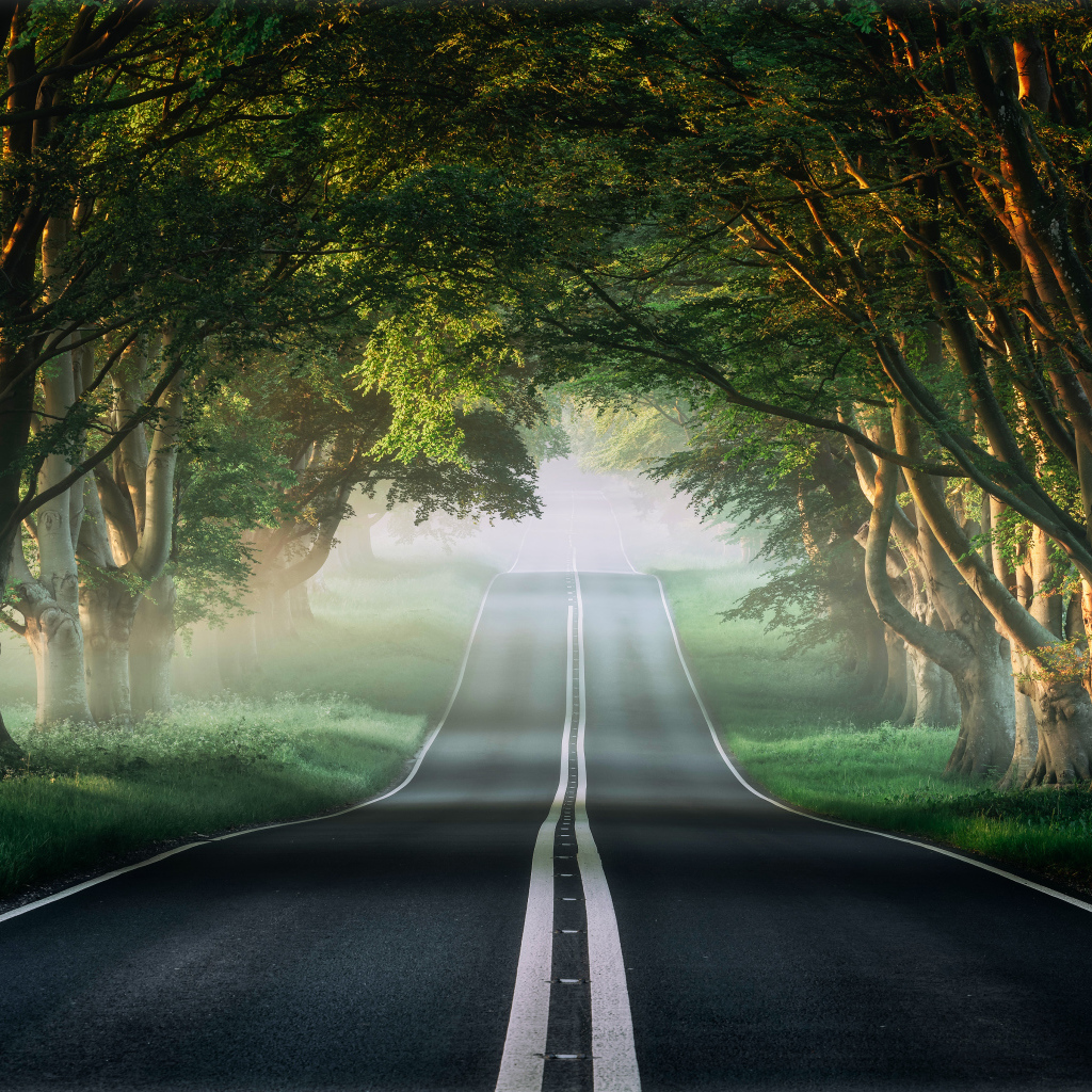 Асфальтированная дорога у зеленых деревьев летом