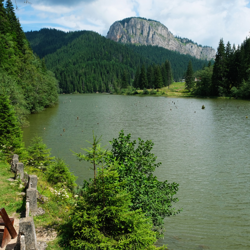 Лавка у горной реки у хвойного леса 