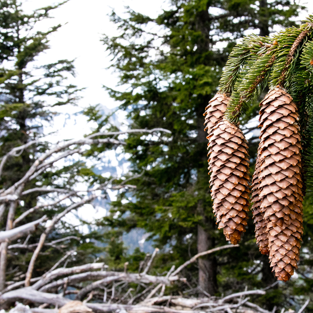 Большие шишки на зеленой ветке ели крупным планом