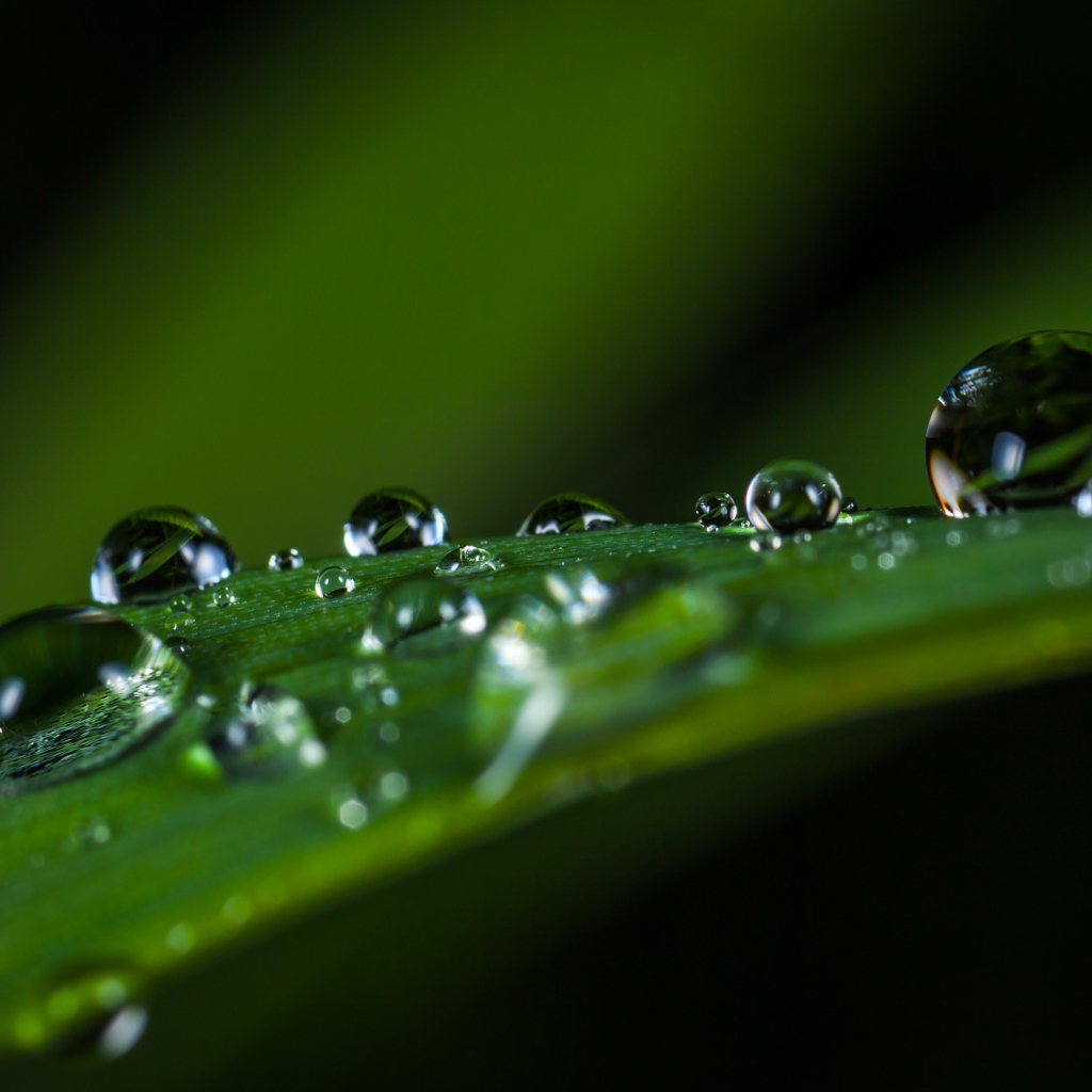 Большие капли росы на зеленой траве 