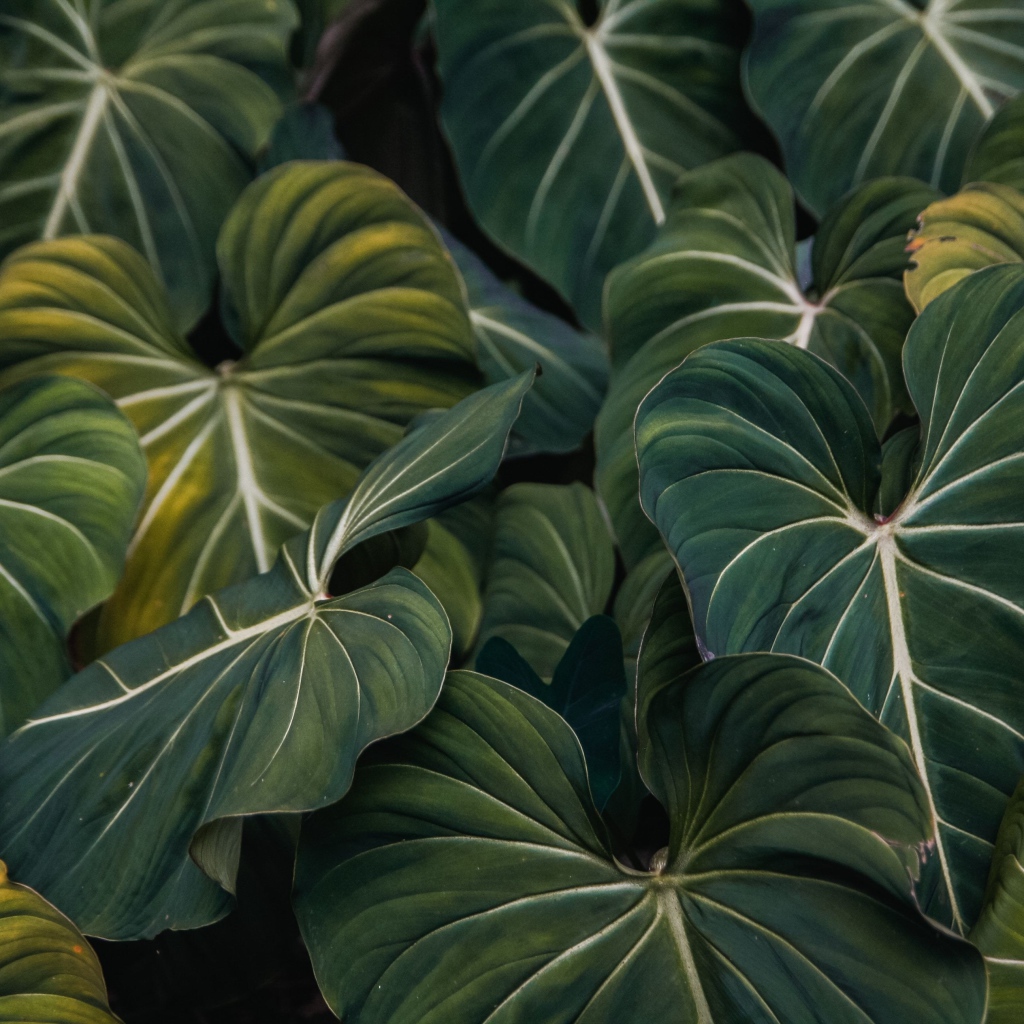 Большие зеленые листья растения крупным планом