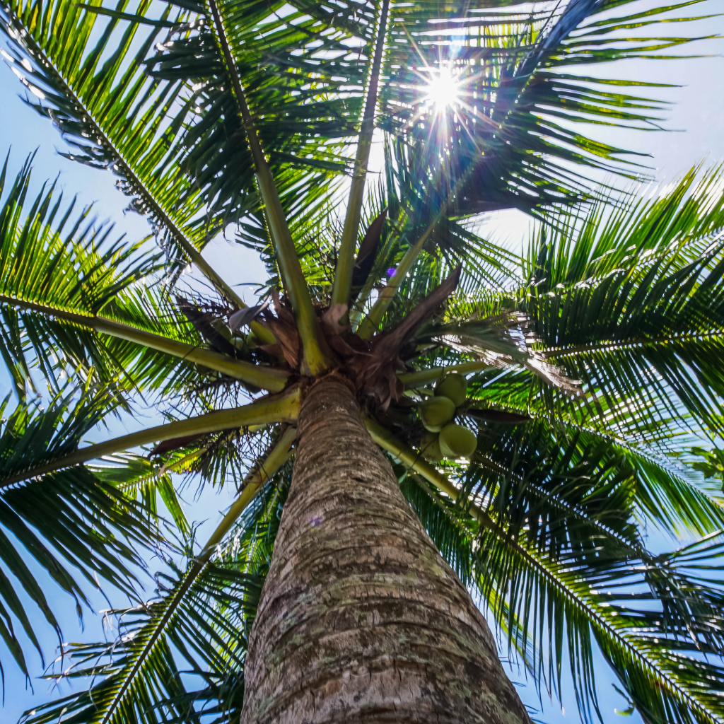 Большая зеленая пальма в лучах солнца