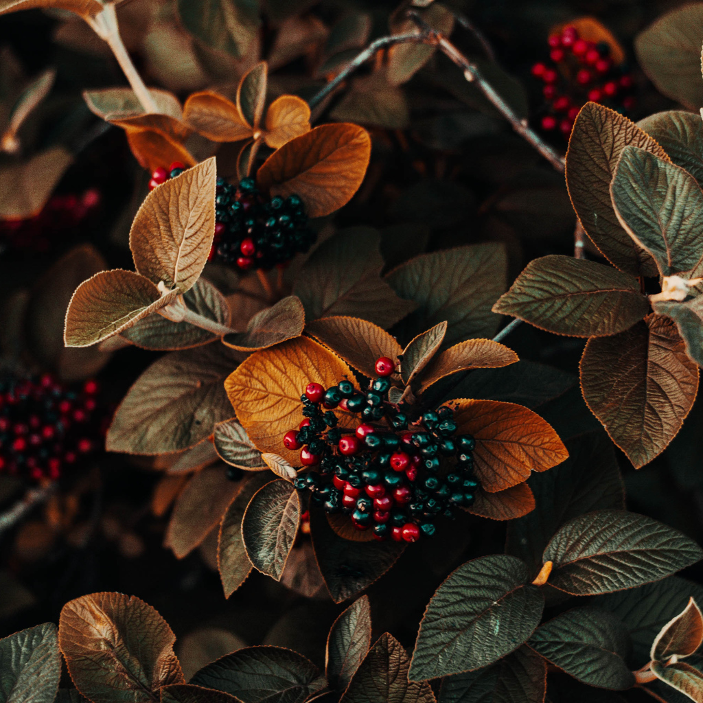 Черные ягоды в листьях крупным планом