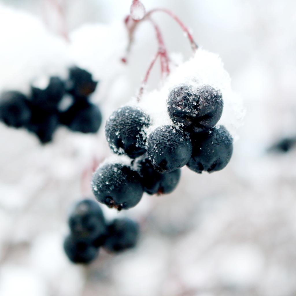 Черные ягоды на ветке в снегу крупным планом