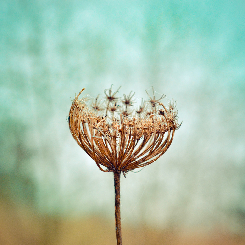 Зонтик высохшего растения крупным планом