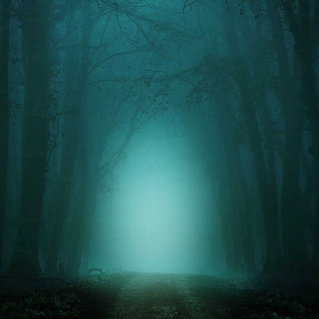 Холодный темный туманный лес 