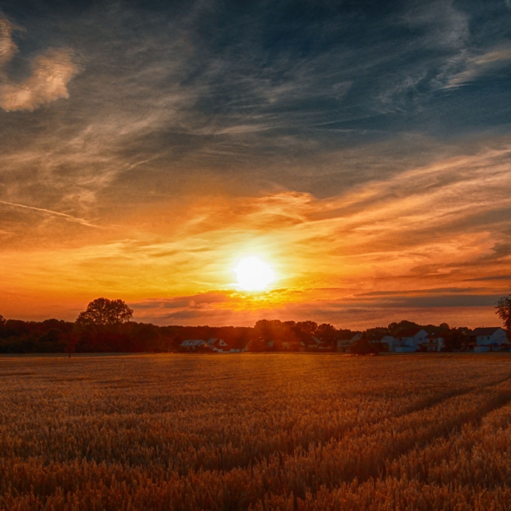 Рассвет над полем с желтой пшеницей
