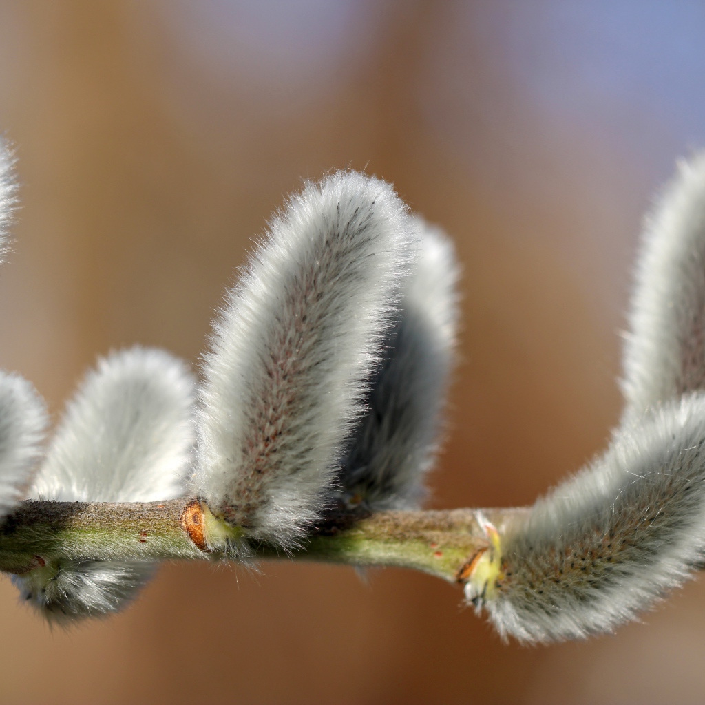 Пушистая ветка вербы