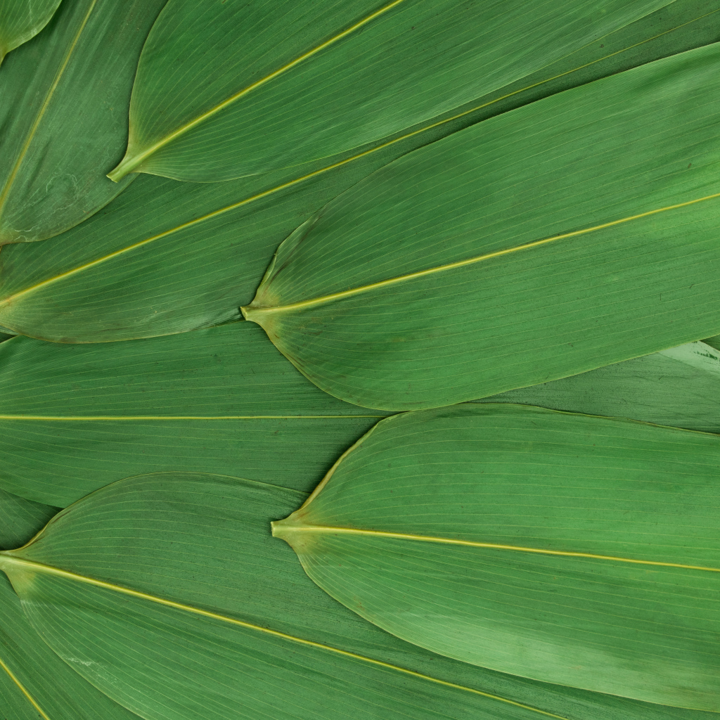 Зеленые кукурузные листья на белом фоне
