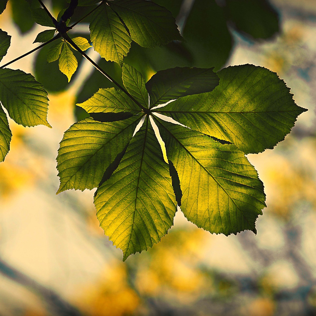 Зеленый лист каштана в лучах солнца