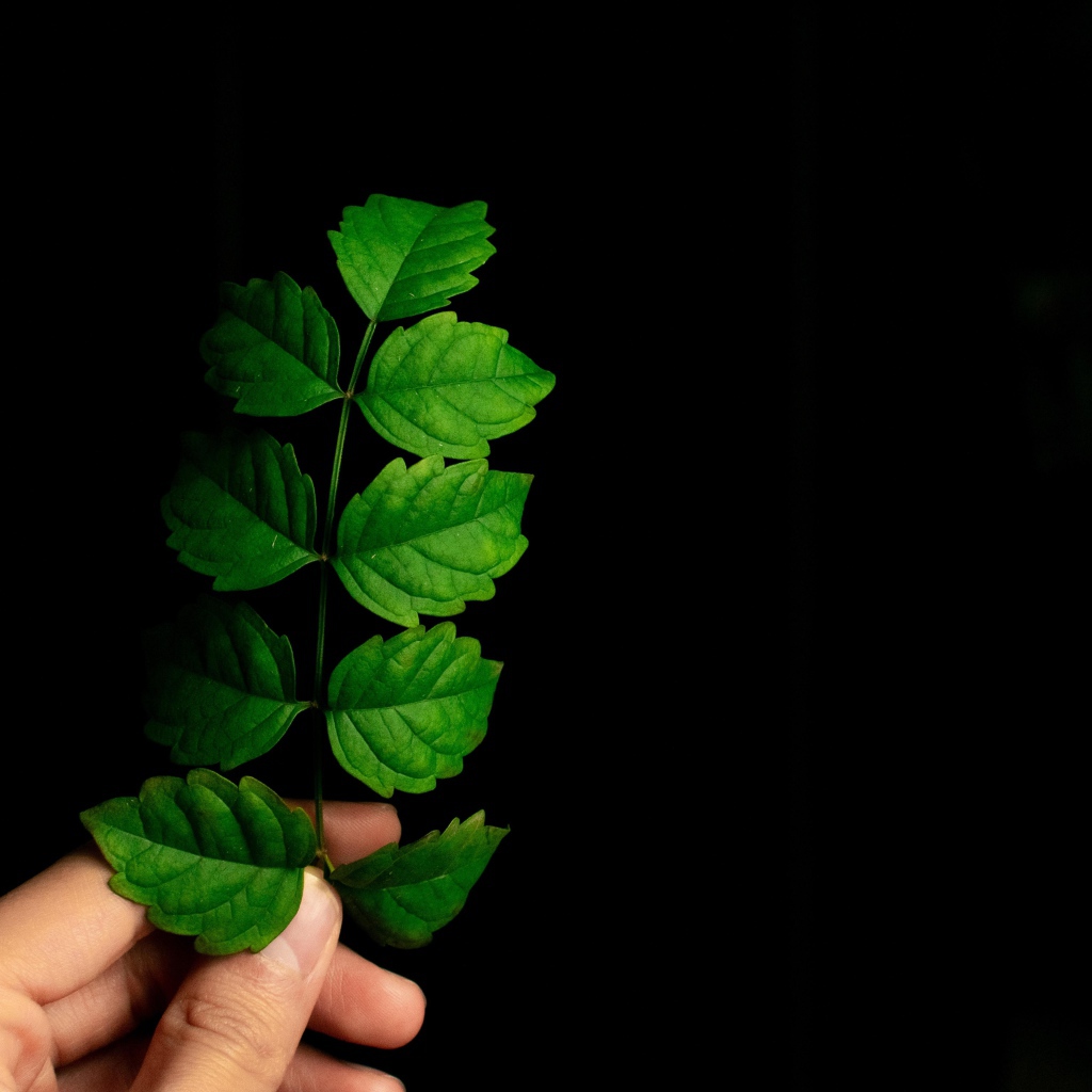 Зеленый лист в руке на черном фоне