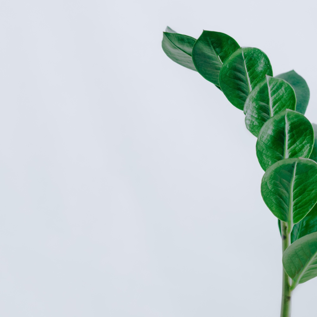 Зеленый лист на сером фоне крупным планом