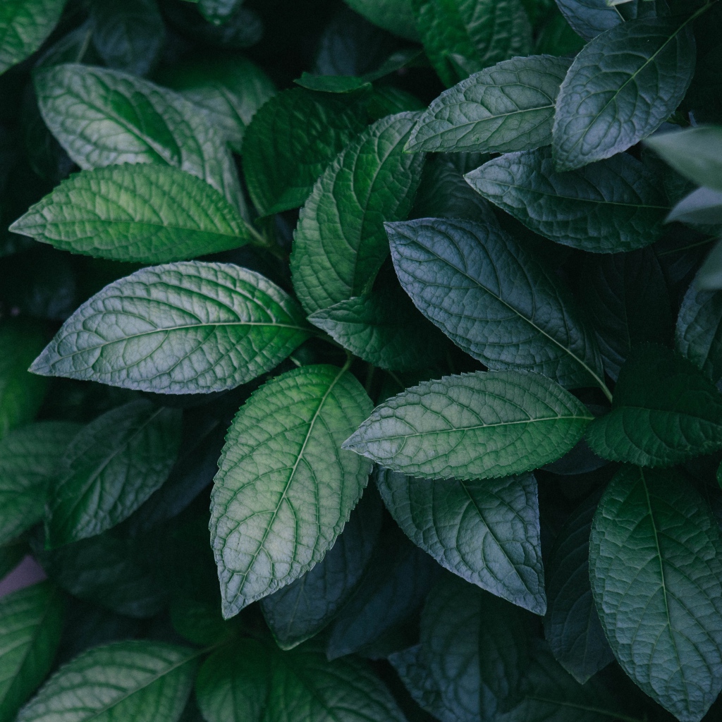 Зеленые листья куста крупным планом