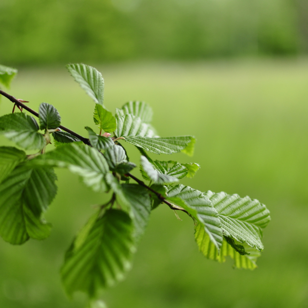 Зеленые листья на ветке дерева 