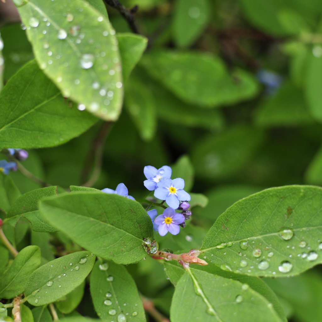 Зеленые листья с маленькими цветами в каплях росы