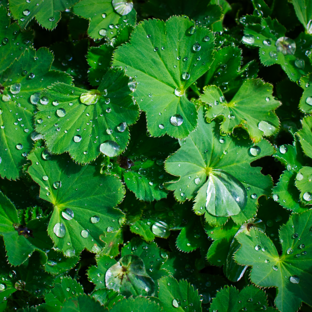 Зеленые листья с каплями воды крупным планом