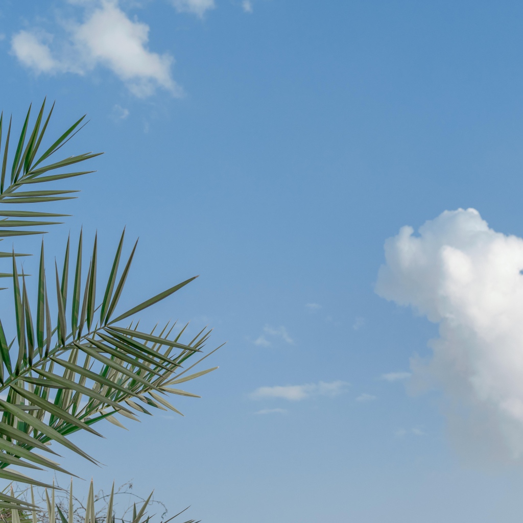 Зеленые пальмовые ветви на фоне голубого неба