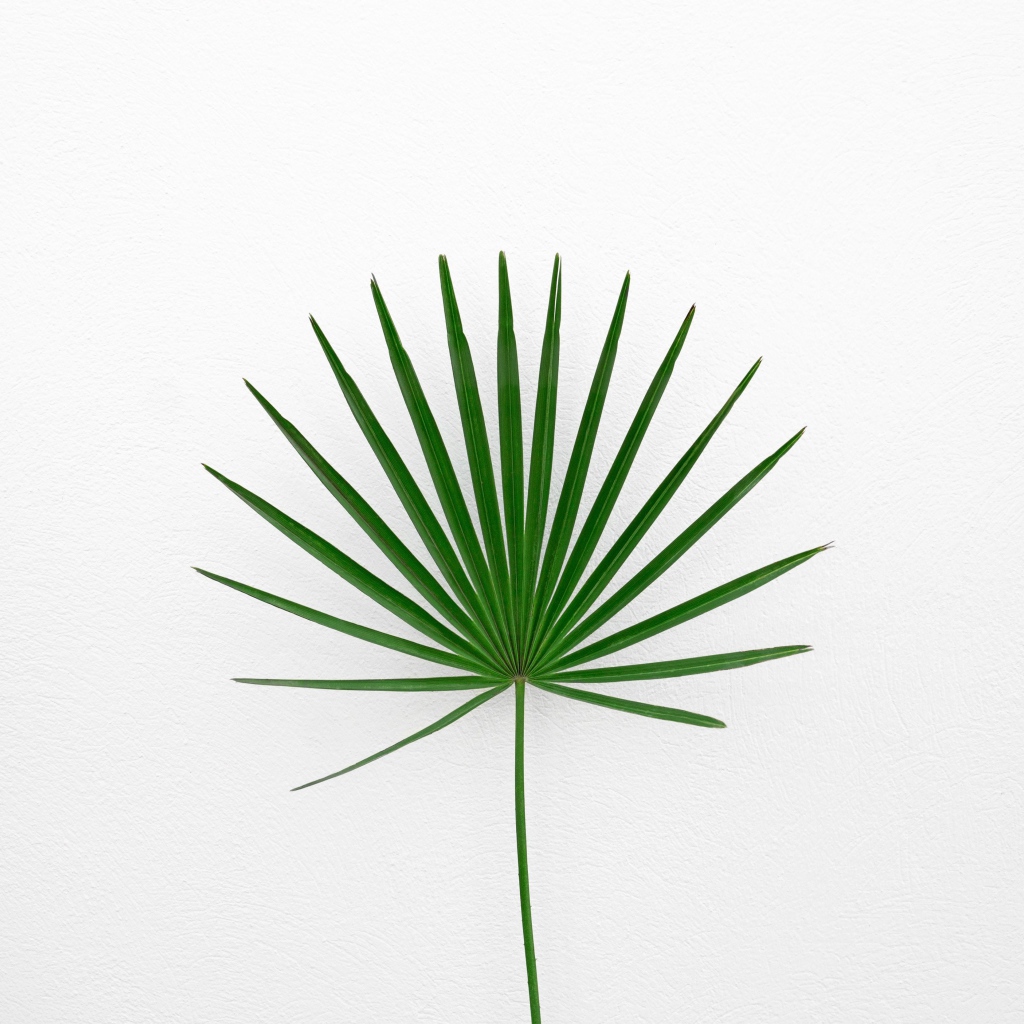 Зеленый пальмовый лист на белом фоне