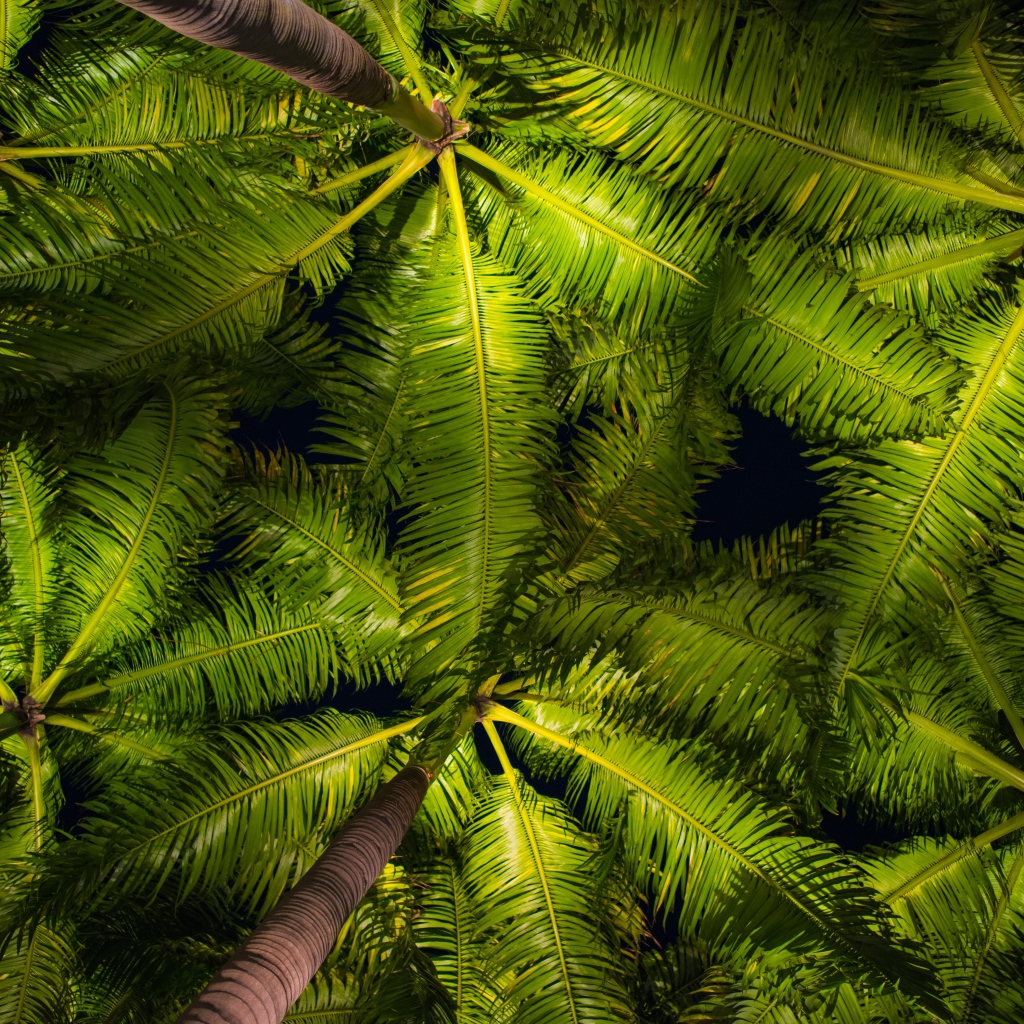 Зеленые пальмовые листья вид снизу