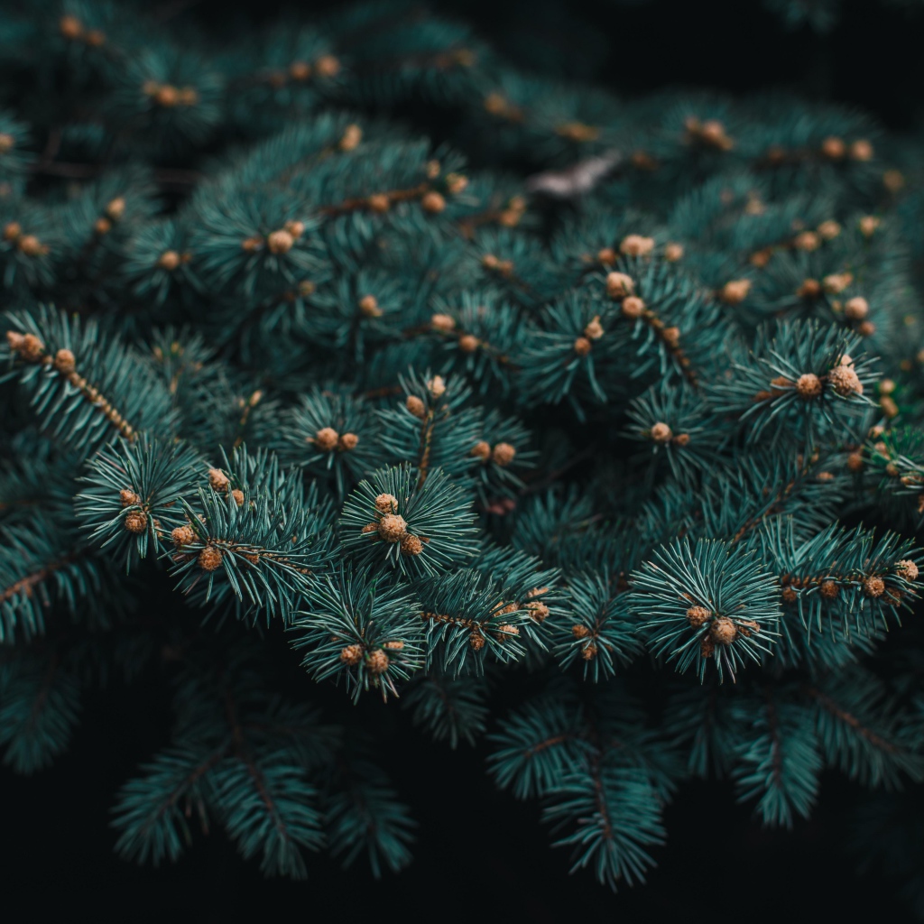 Зеленая ветка ели с шишками