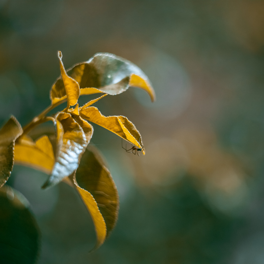 Зеленые сочные листья в лучах солнца 