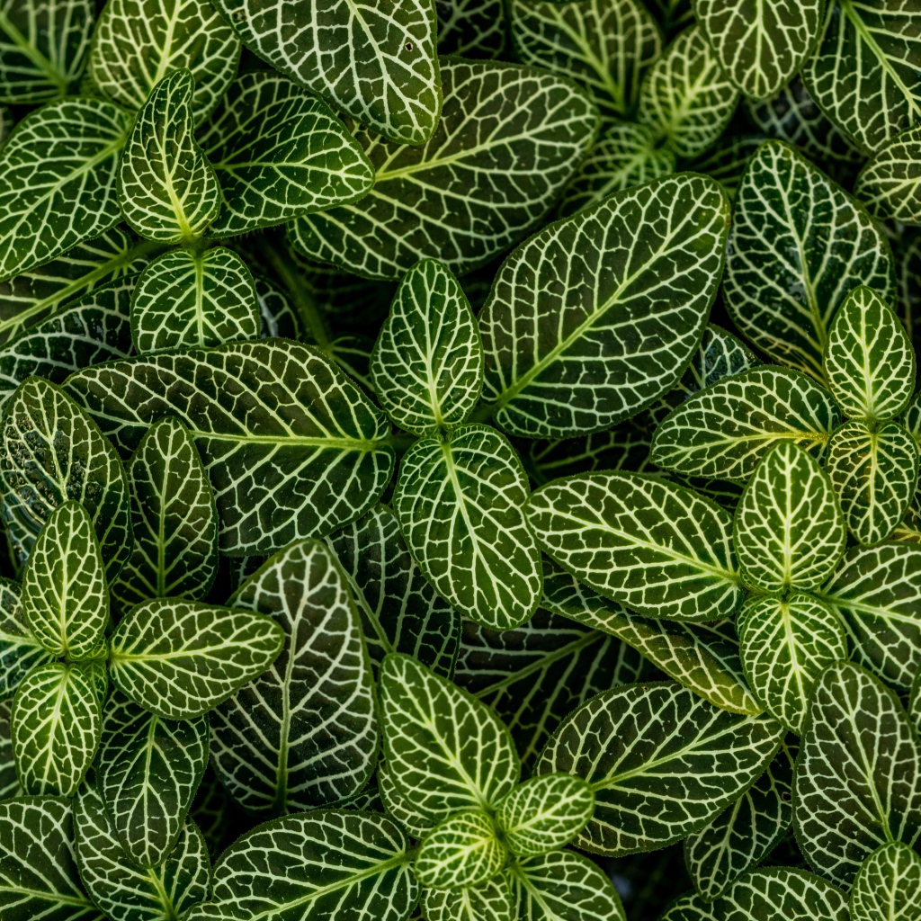 Много зеленых листьев растения с белыми полосками