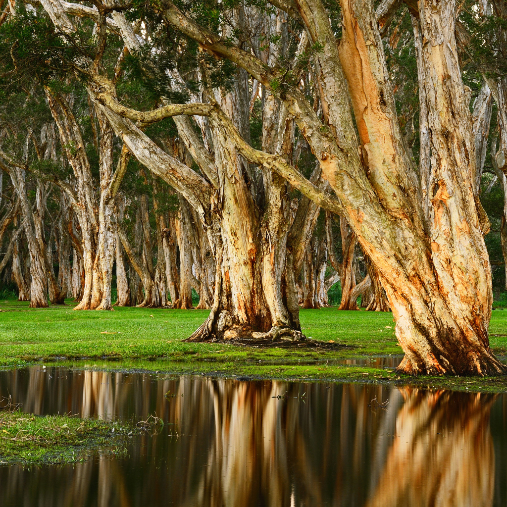 Старые деревья отражаются в воде в лесу