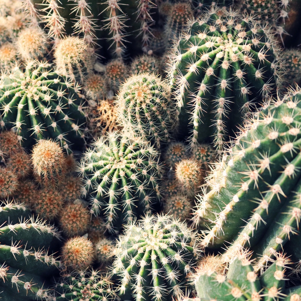 Колючие кактусы на клумбе крупным планом