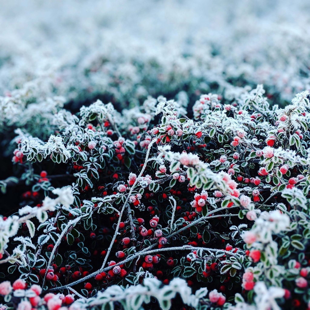 Красные ягоды покрытые инеем 