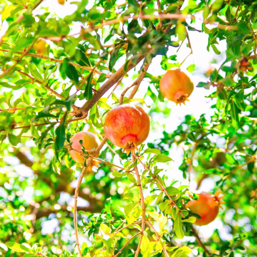 Красные гранаты на ветках дерева