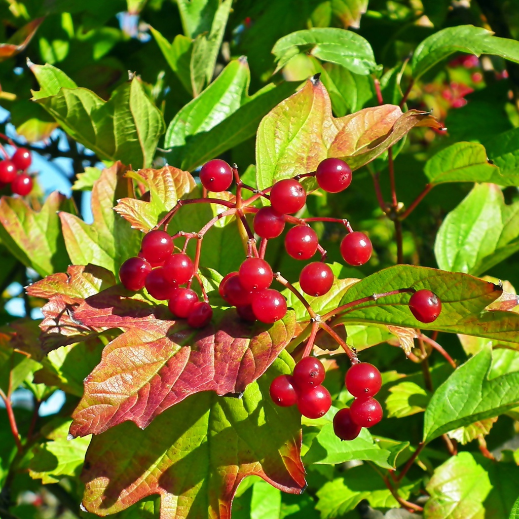 Красная калина в зеленых листьях крупным планом