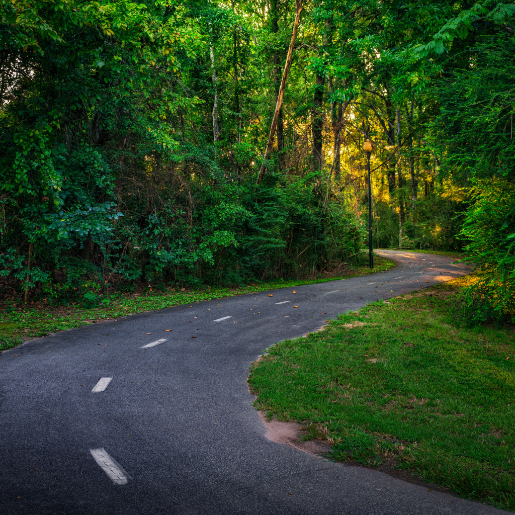 Дорога в зеленом лесу в лучах солнца