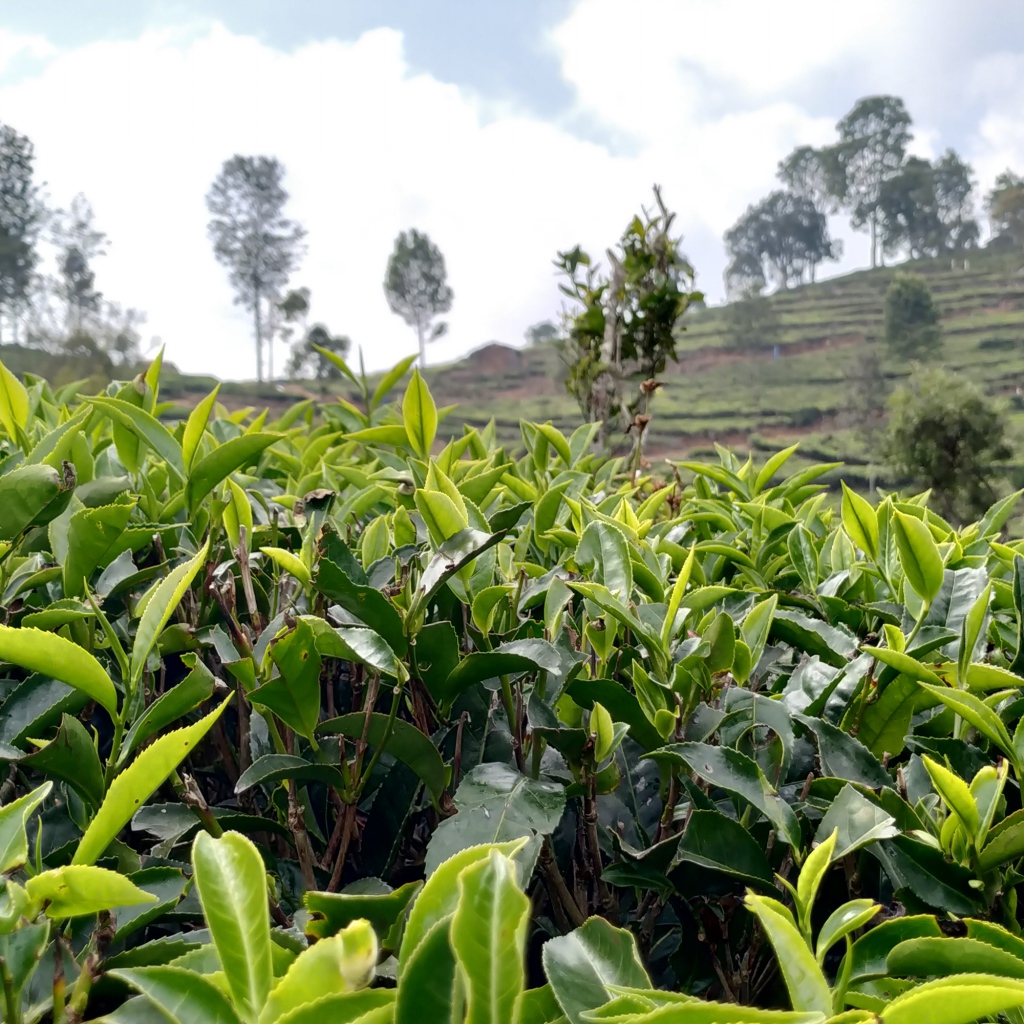 Кусты чая на плантации крупным планом