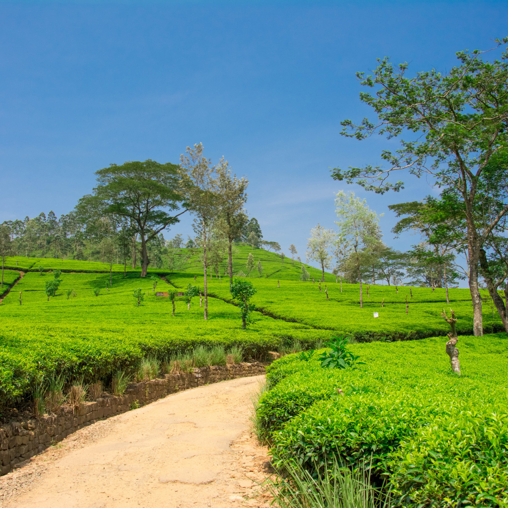 Чайные плантации с деревьями под голубым небом
