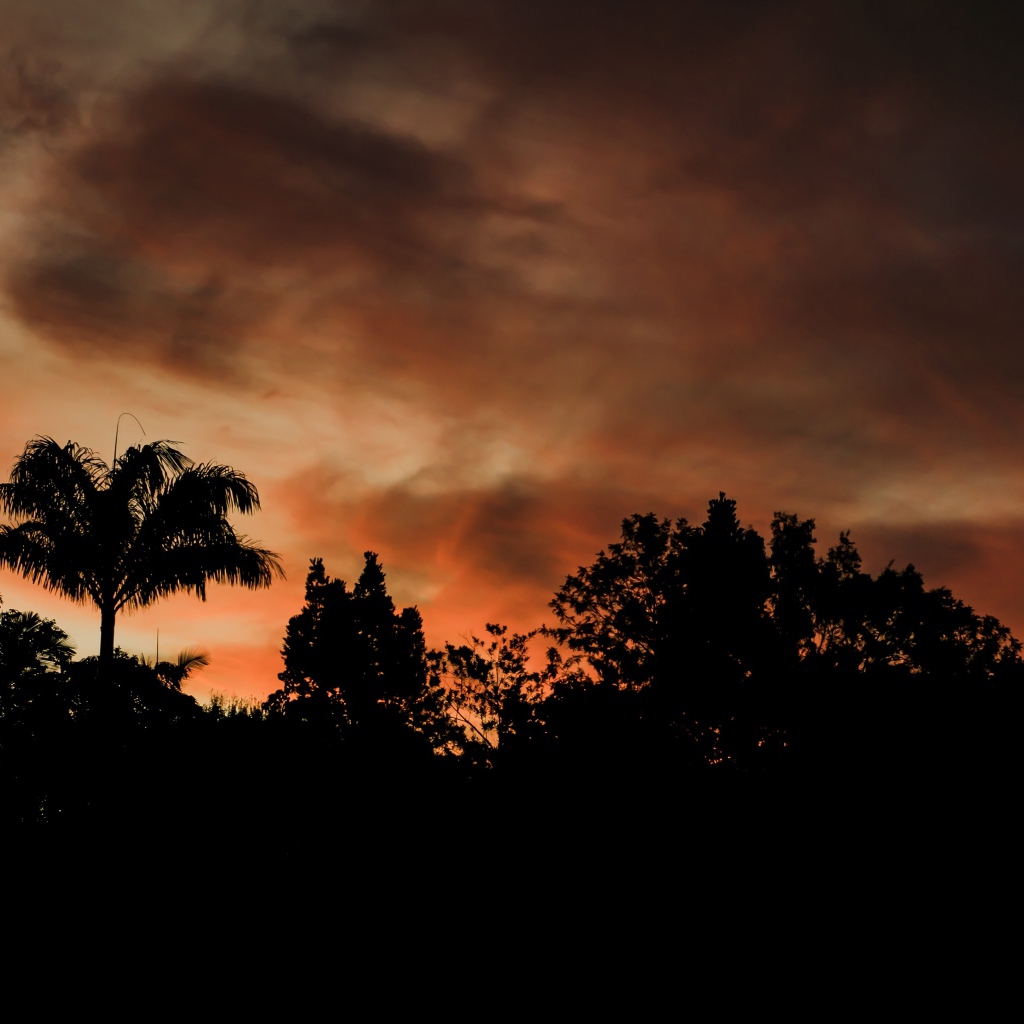 Силуэту деревьев под грозовым небом вечером