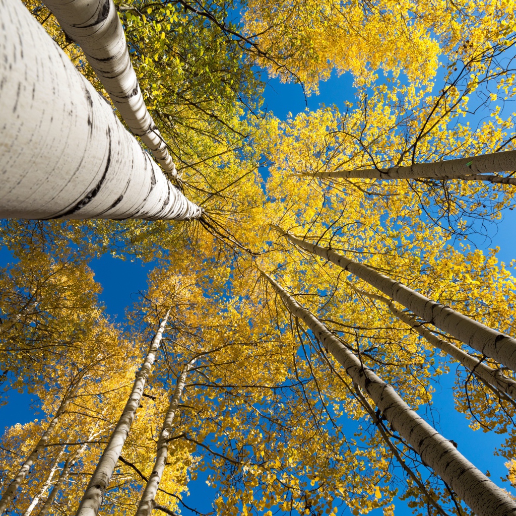 Желтые кроны берез под голубым небом