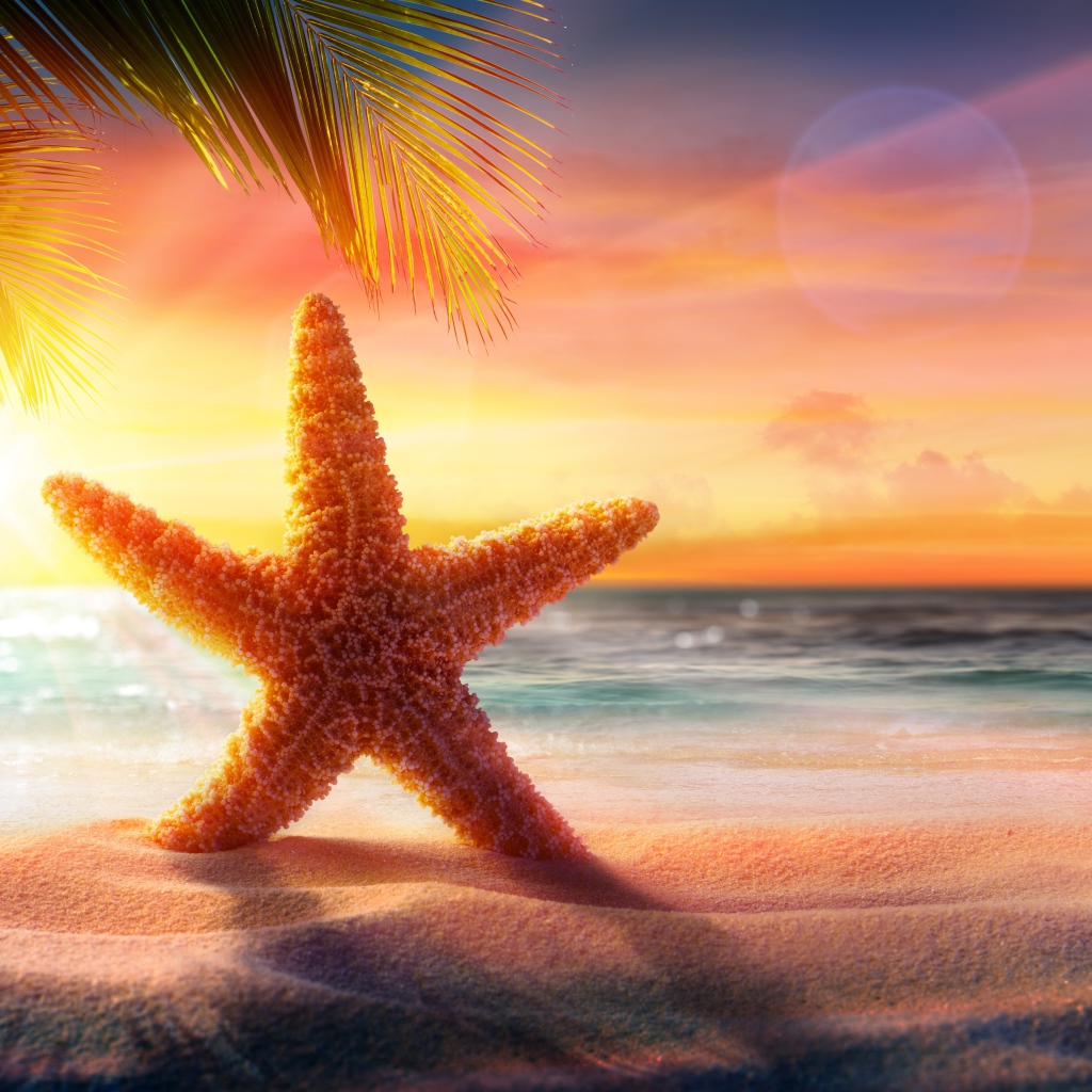 Красивая морская звезда на песке в лучах яркого солнца
