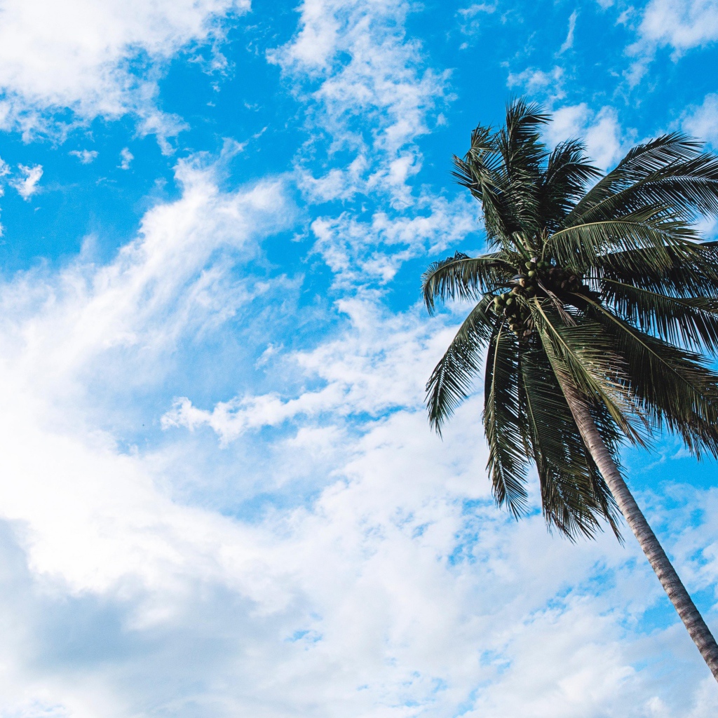Зеленая пальма на фоне голубого неба с белыми облаками
