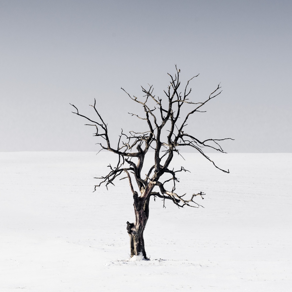 Сухое дерево среди пустыни на сером фоне