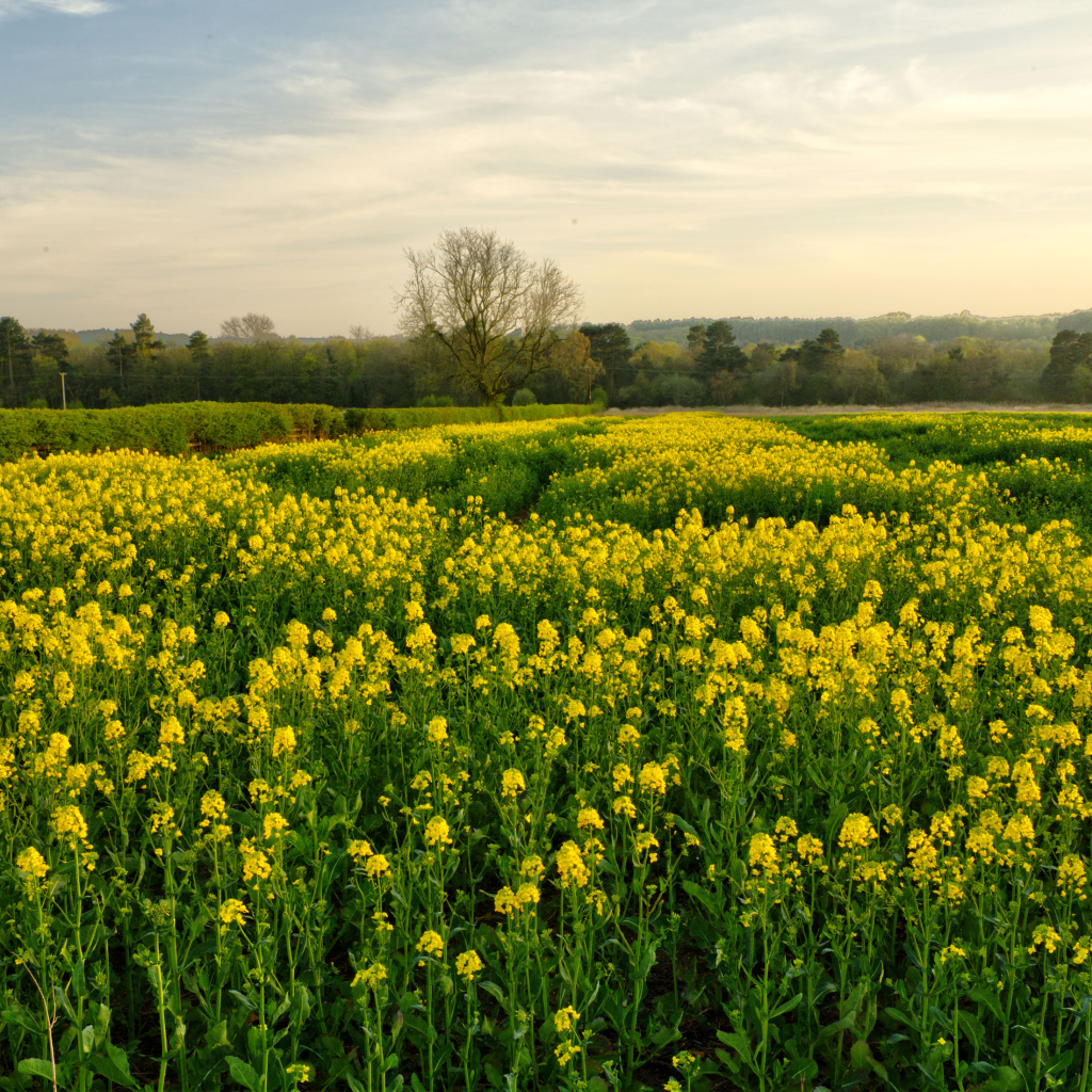 Цветущее желтое рапсовое поле